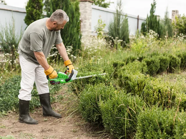 Mann schneidet mit einer Heckenschere eine Hecke im Garten